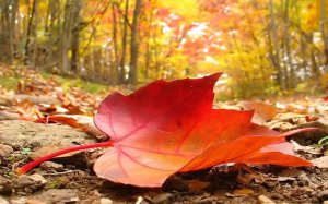 autumn-falling-leaf-2