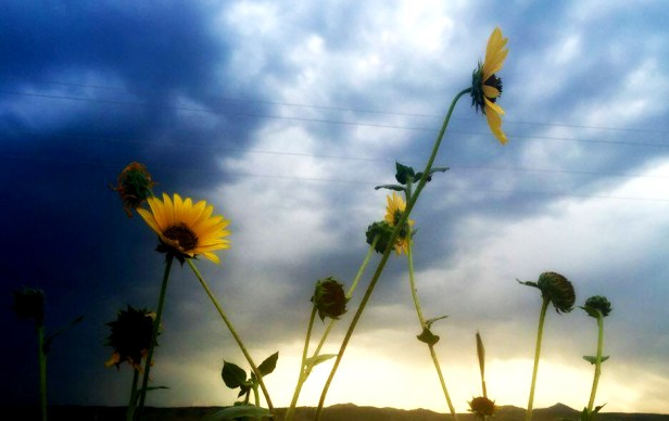 13936703_10155081450412067_2042111647_n