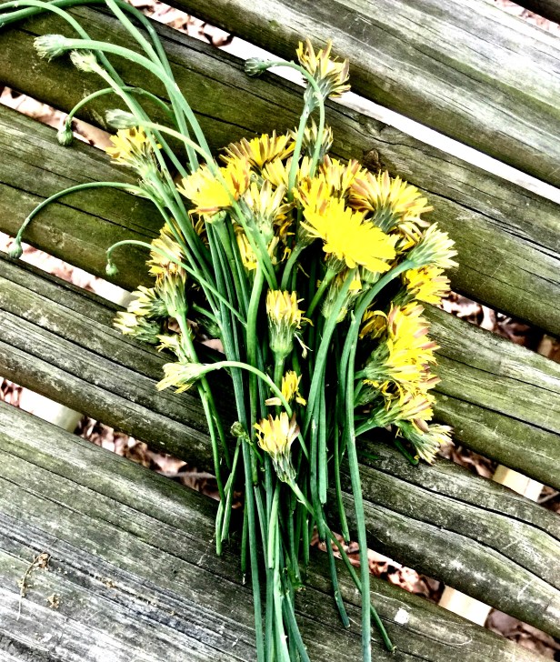 dandelions
