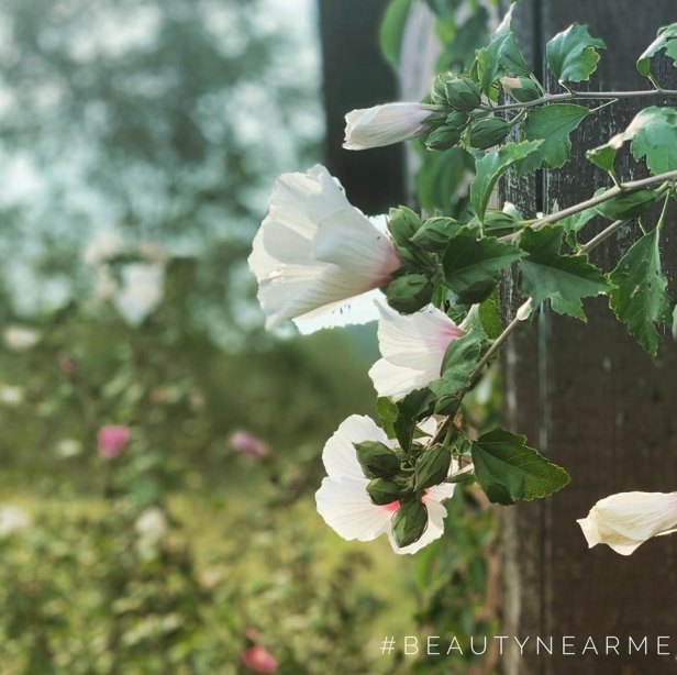 71039166_10158788829002067_3700917072071491584_n